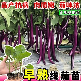 茄子苗紫长茄子杭茄线茄花茄子竹丝茄秧苗菜苗蔬菜青茄带土黑圆茄
