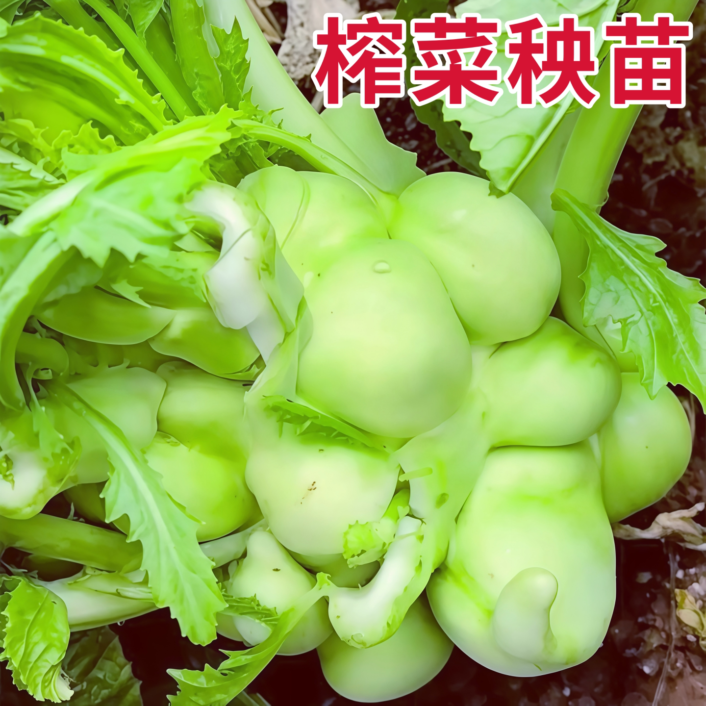 涪陵榨菜苗乌江榨菜秧苗春秋冬季耐寒大头菜苗青头菜芥菜幼苗种子