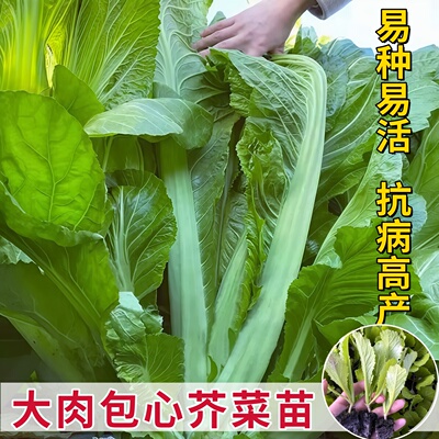 广东包心芥菜苗带土秧苗介菜苗酸菜大叶甜芥菜种子大全菜籽老品种