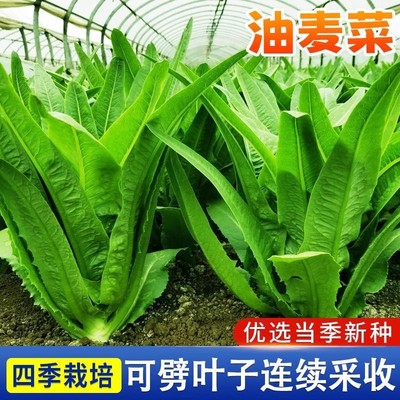 油麦苗子菜种籽莜麦菜青菜籽阳台四季盆栽青菜种籽春季蔬菜种孑