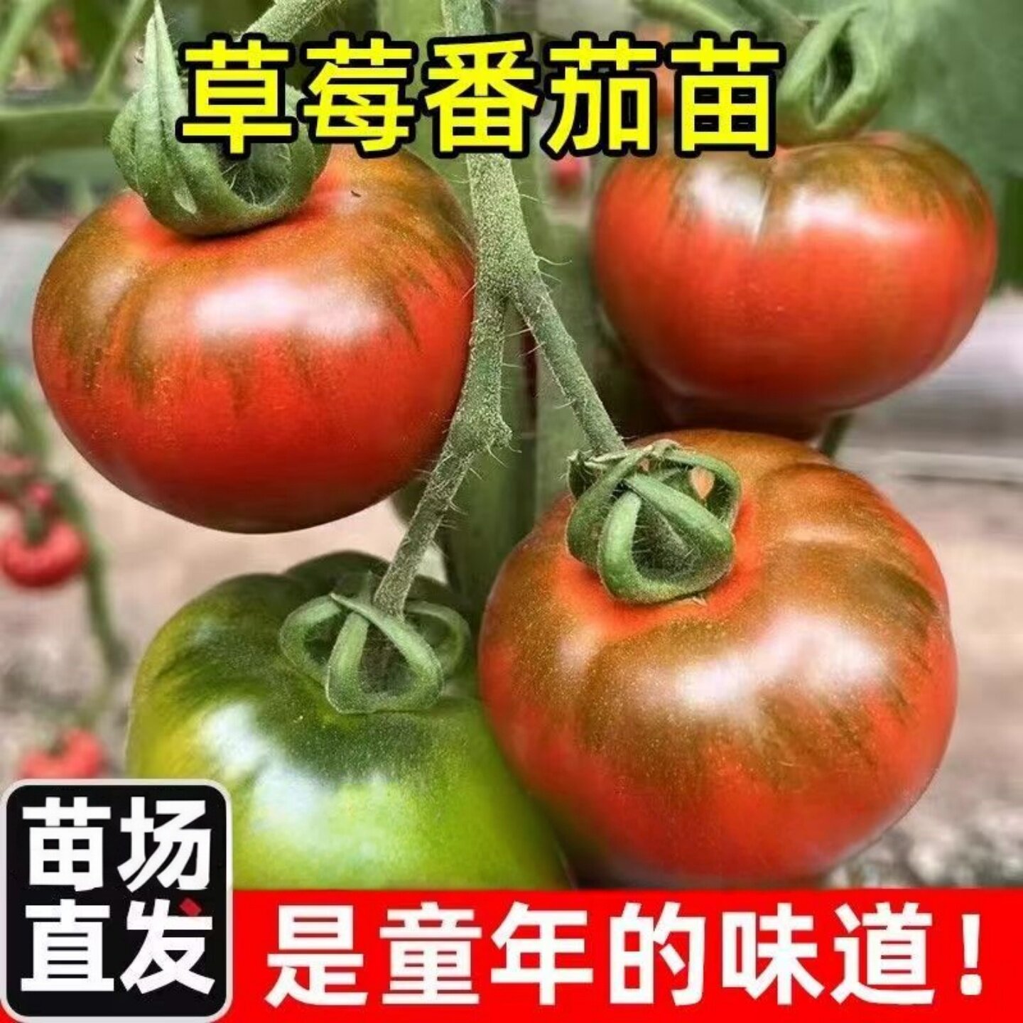 草莓番茄苗水果番茄苗东北铁皮柿子苗秧青皮苗西红柿苗种子籽盆栽