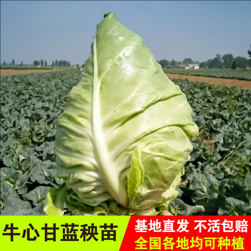 蔬菜包心菜露天四季种植