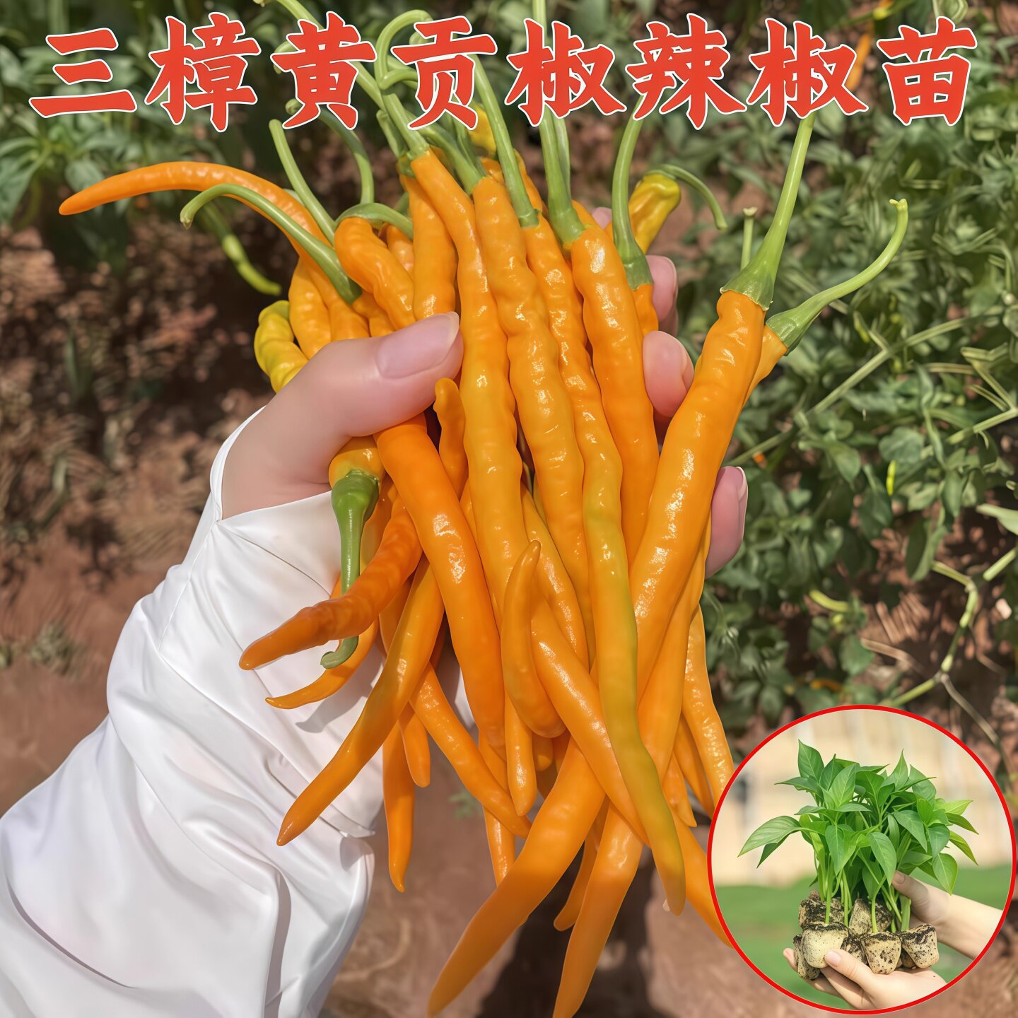 黄贡椒苗小辣椒种苗黄贡椒线椒种籽四季春季盆栽高产超辣蔬菜种孑