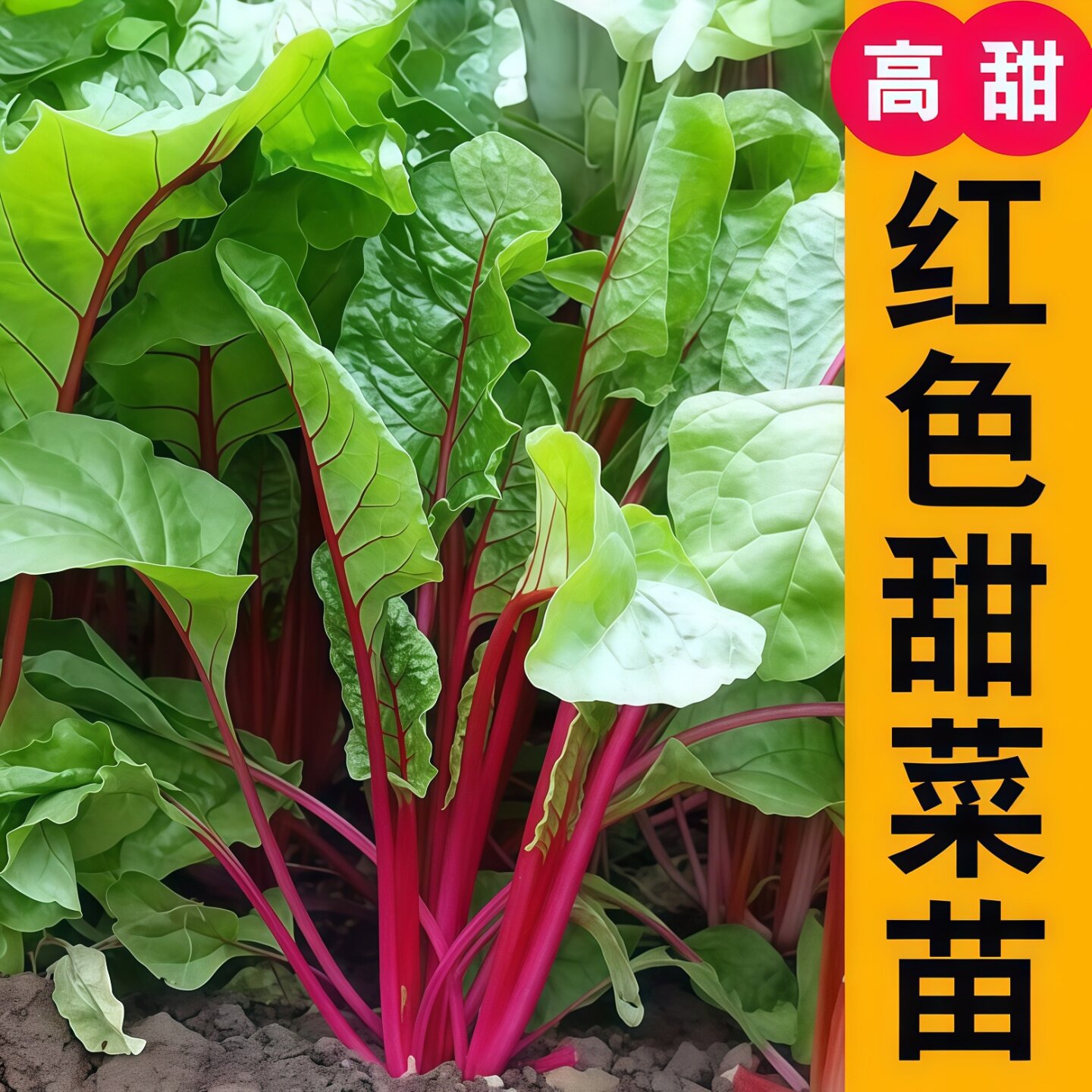 红甜菜秧苗白菜苔秧苗菜类小菜红菜苔春秋四季播阳台带土盆菜蔬菜