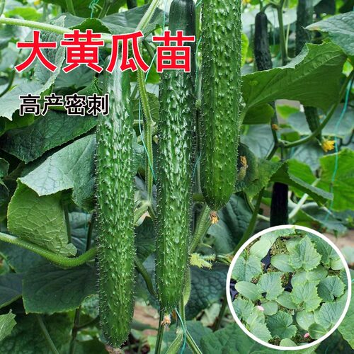高产密刺大黄瓜苗秧油亮青瓜苗水果黄瓜苗春秋四季种大棚抗病嫁接