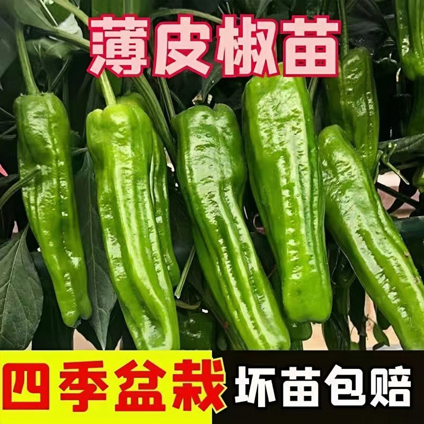 高产薄皮椒秧苗辣椒苗秧苗虎皮椒苗蔬菜秧苗带皱皮青椒菜椒苗微辣