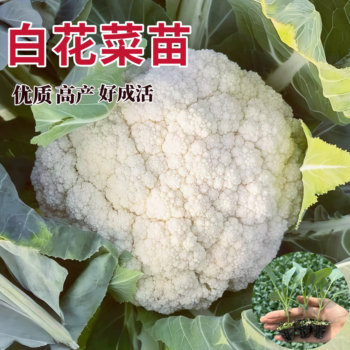 白花菜苗花菜秧苗紫花菜黄花菜西兰花紫甘蓝蓝各种秋冬耐寒蔬菜苗图片