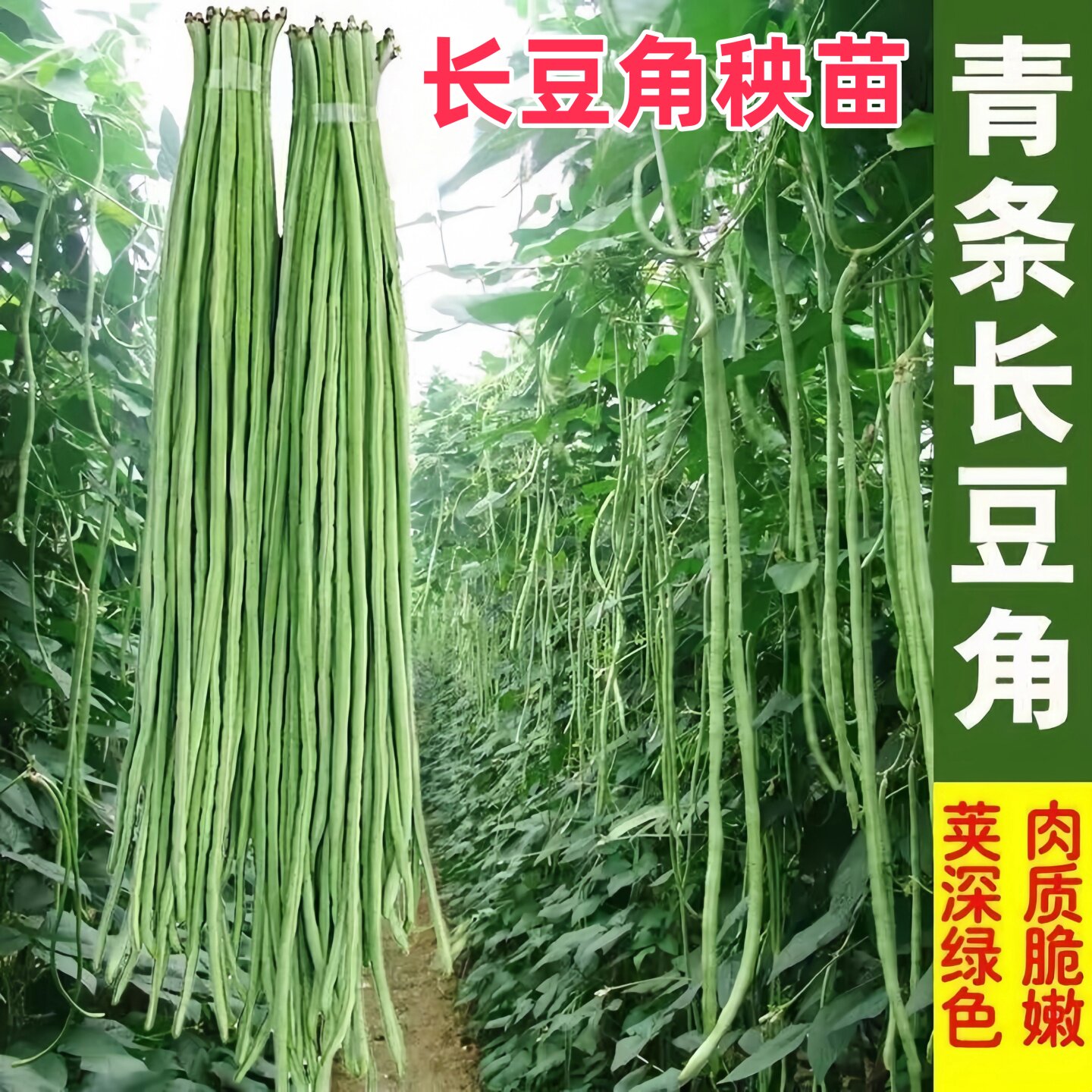长豆角苗秧苗带土四季摘不败豆角种子老品种豇豆秧苗秋季蔬菜种籽