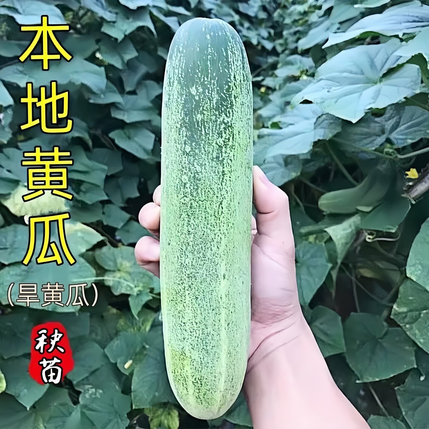 老品种黄瓜苗秧苗带土本地盆栽阳台春季四季水果吊瓜苗青瓜爪秧苗