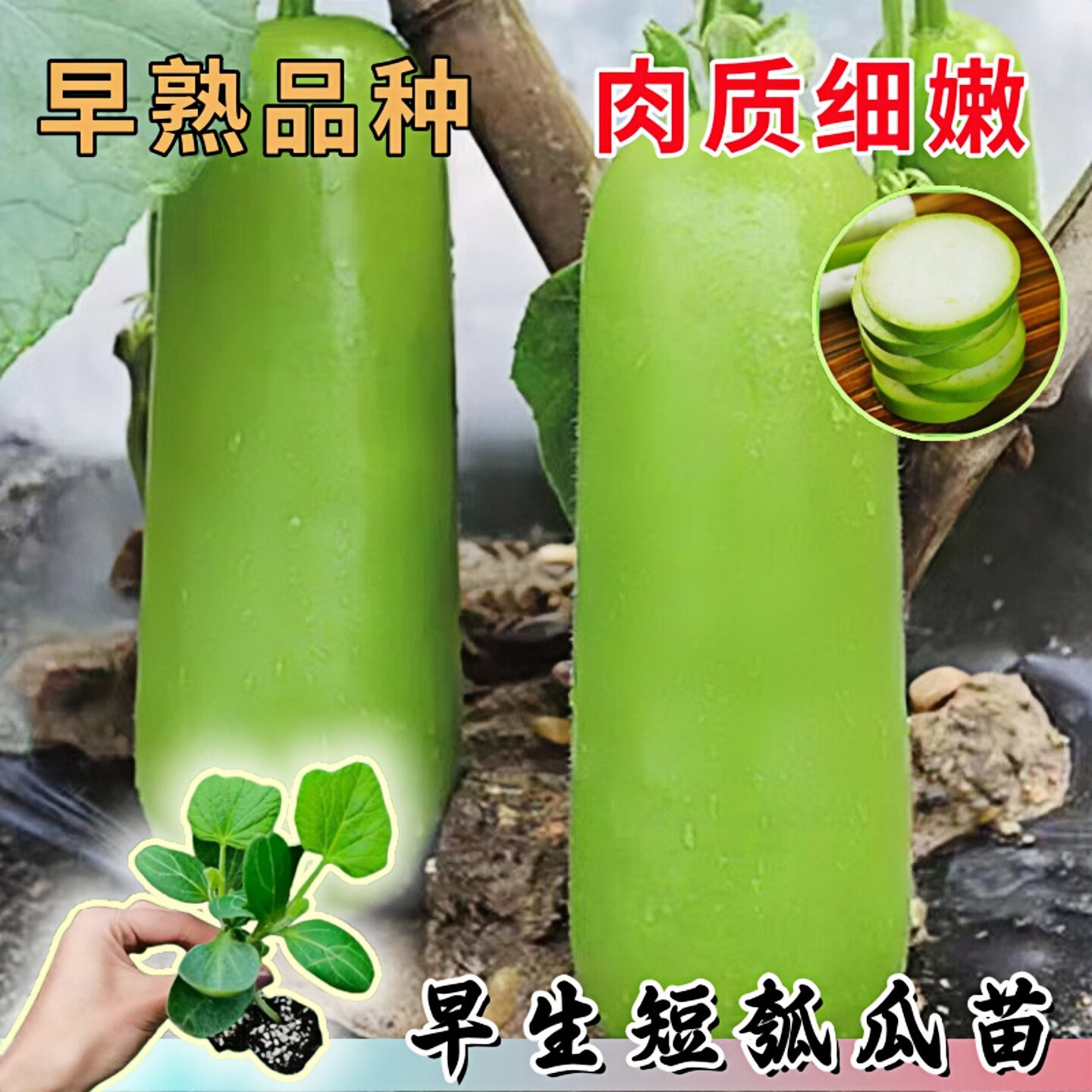 清香短瓠瓜苗短蒲瓜种苗甜瓠子瓜菜葫芦短棒农家阳台四季蔬菜种子