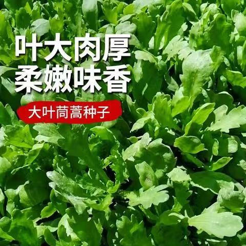 茼蒿菜苗秧苗蔬菜苗小叶茼蒿苗大叶茼蒿苗耐寒家庭阳台庭院盆栽苗