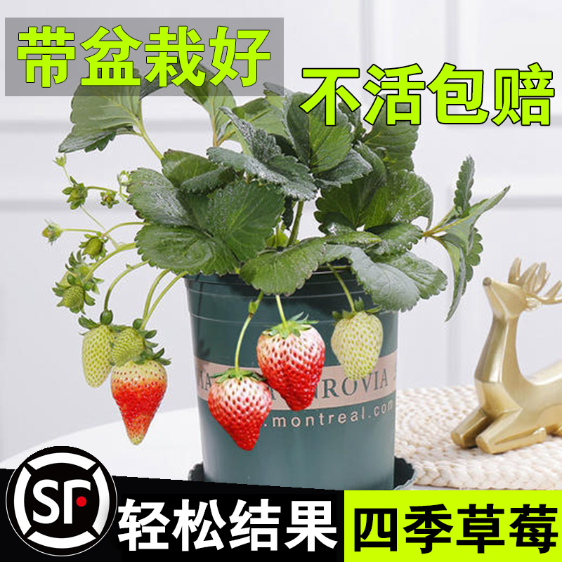 草莓苗盆栽食用奶油阳台南方四季种植果树果苗当年结果草莓秧苗