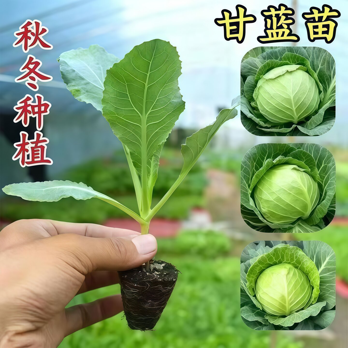 绿甘蓝苗包菜苗卷心菜苗小包菜薄皮脆甜圆白菜大头包心菜耐寒秧苗