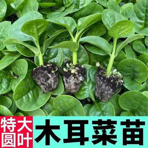 大圆叶木耳菜带土球四季高产苗