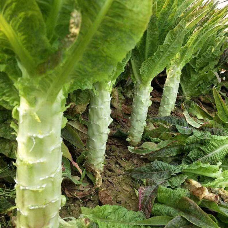 高产抗病莴苣秧苗带土四季食用