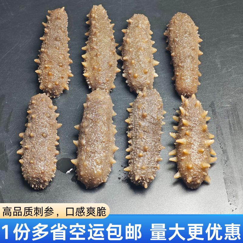 海参大刺参辽参鲜活加工非干货