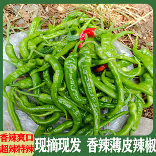 邳州新鲜土辣椒薄皮小尖椒农家小青椒朝天椒小米椒本地螺丝椒徐州