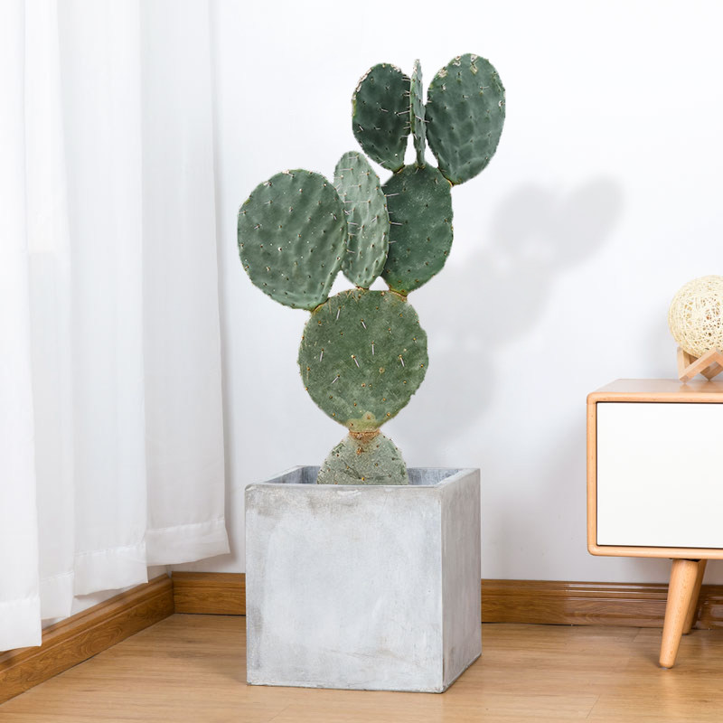 仙人掌盆栽嫁接砧木三角柱三棱箭嫁接蟹爪兰的仙人掌科绿植物盆栽