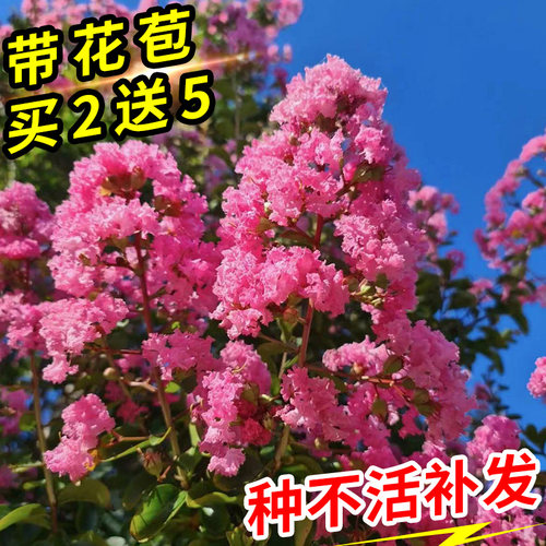紫薇花树苗四季花卉植物带花苞