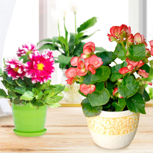 盆栽室内花卉水培植物发财树