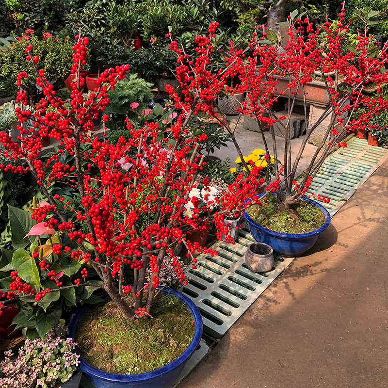北美冬青树苗盆栽红果老桩年宵耐寒花卉绿植室内四季阳台庭院盆景