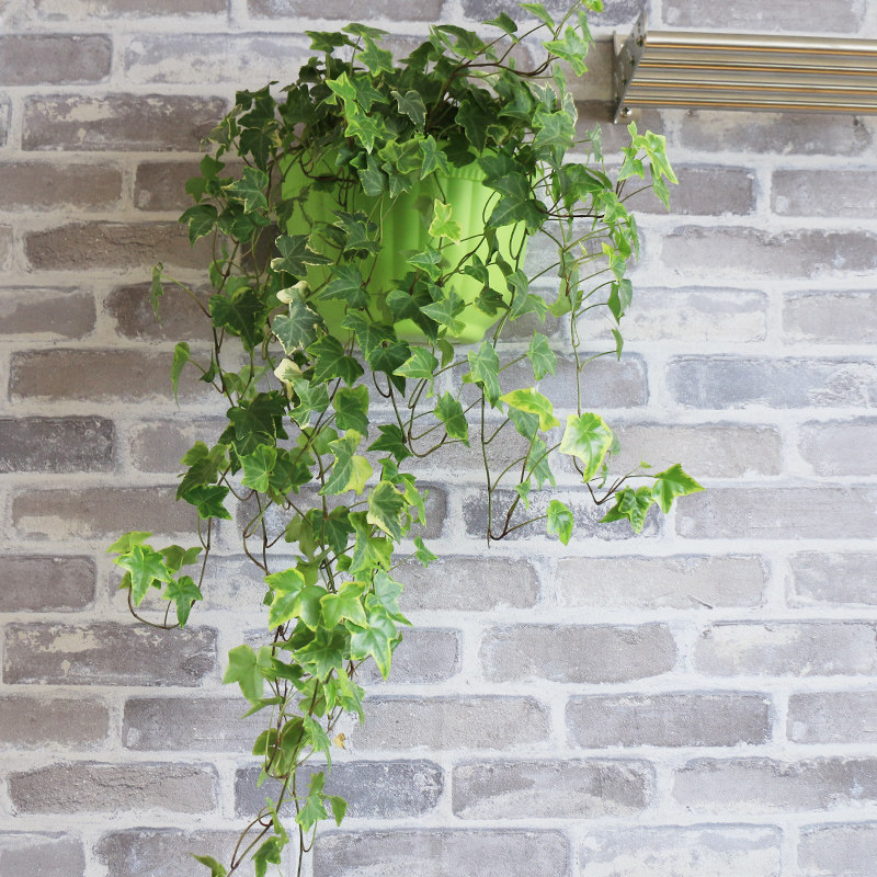 常春藤盆栽室内客厅办公室小绿植花卉阳台好养吊兰垂吊植物可水培