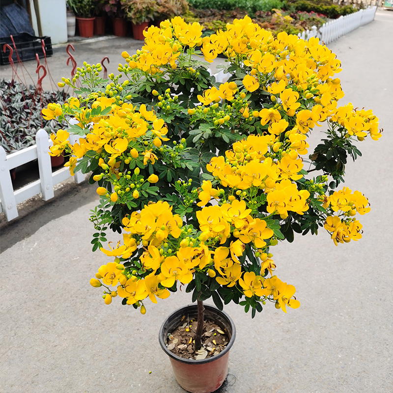 棒棒糖黄金梅盆栽花苗耐寒植物庭院花园木本花卉阳台室外开花