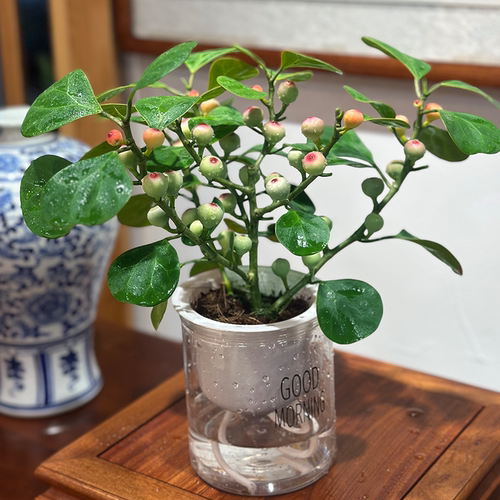 带果小盼菩提树盆栽老桩桌面绿植