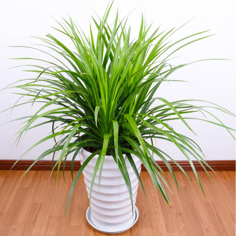 龙血树盆栽办公室桌面四季常青植物龙铁室内客厅大绿植