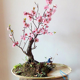 杏梅盆景花卉室内阳台盆栽梅花苗观花老桩春冬大红梅腊梅树桩植物