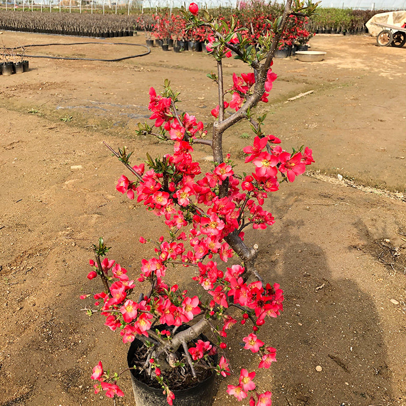 庭院室内老桩盆景盆栽植物花卉 重瓣长寿冠海棠花木瓜海棠