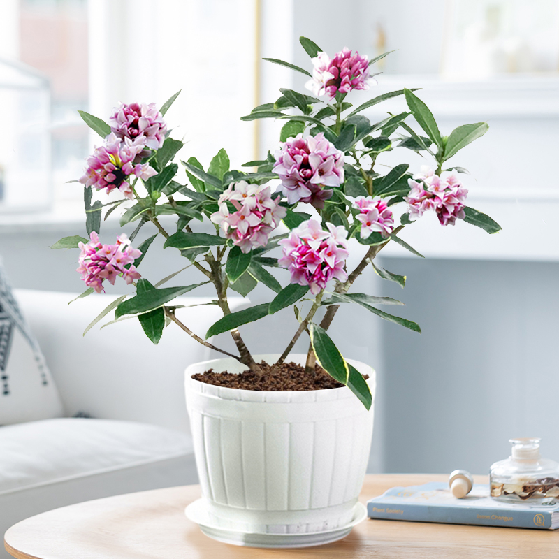 金边瑞香花植物浓香型花卉室内客厅桌面绿植盆栽四季常青耐寒花苗