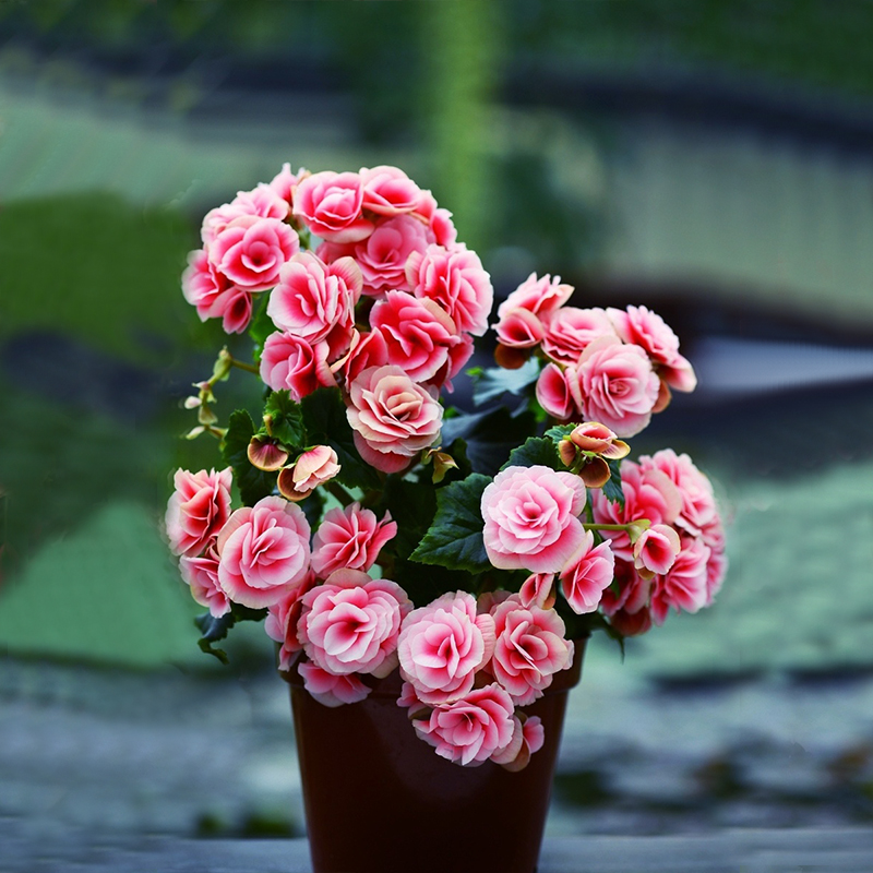 丽格海棠花苗大花重瓣室内客厅绿植花卉桌面水培植物四季海棠盆栽