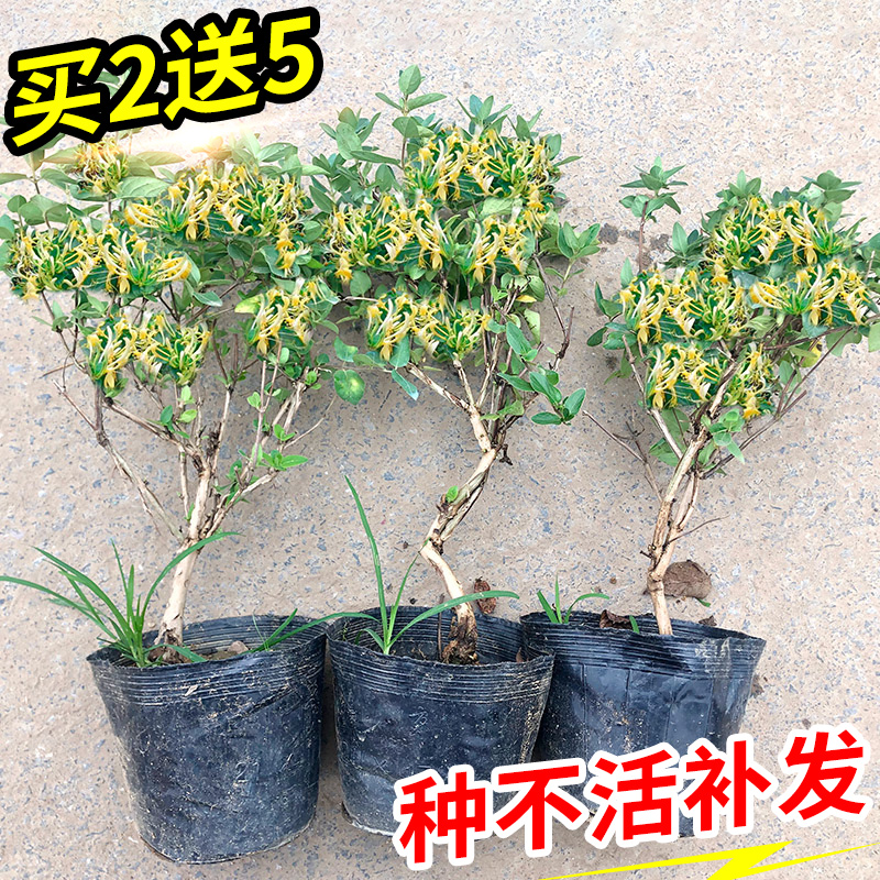 金银花树苗爬藤植物红彩色可食用四季花卉盆栽阳台庭院老桩盆景