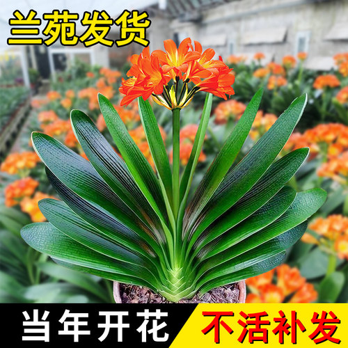 室内盆栽精品君子兰四季花卉植物
