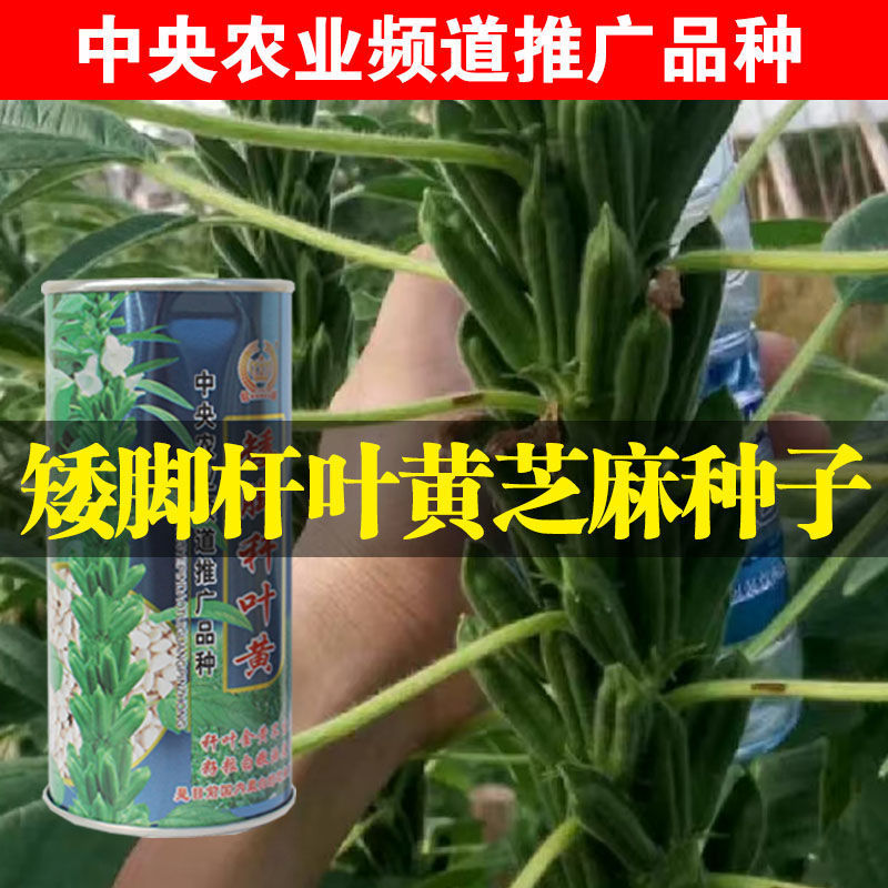 矮脚杆叶黄芝麻种子早熟养生榨油含油量高耐寒耐重茬黑/白芝麻籽