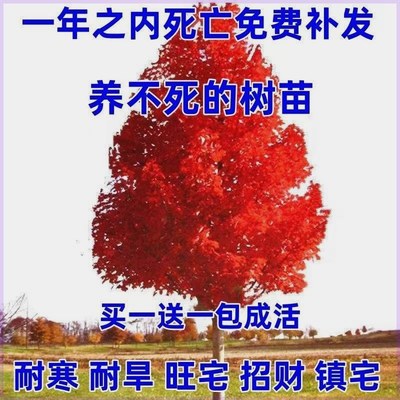 长寿树红叶金银杏门前旺宅庭院耐寒当年结果四季常青红叶植物盆栽