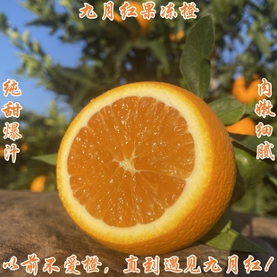 新鲜湖北秭归九月红果冻橙特大果秭归脐橙秋橙手剥橙净重5斤9斤箱