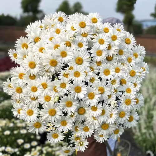 耐寒耐热 大滨菊-麦当娜 花苗  满28元包邮