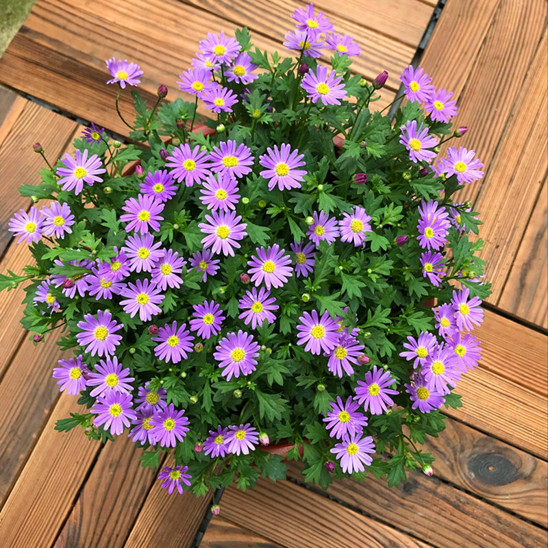 姬小菊花苗  开花机器花卉 满28元包邮