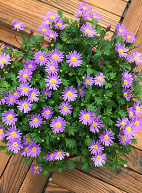 姬小菊花苗  开花机器花卉 满28元包邮