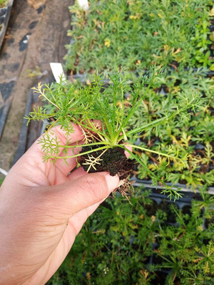 宿根多年生洋甘菊泡茶观赏