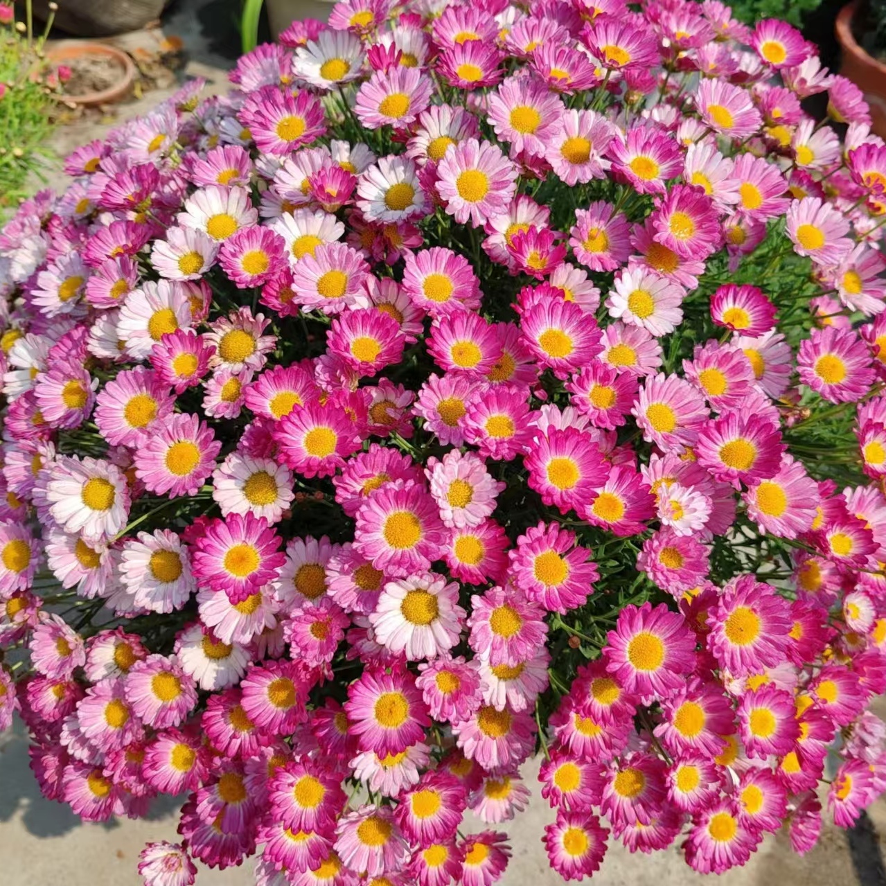 玛格丽特花苗小苗 M9玫红双色(荷花)开花机器