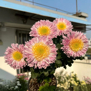 耐寒耐热 大花切花菊（花苗 ）手捧花效果 塞拉之光系列 28元包邮