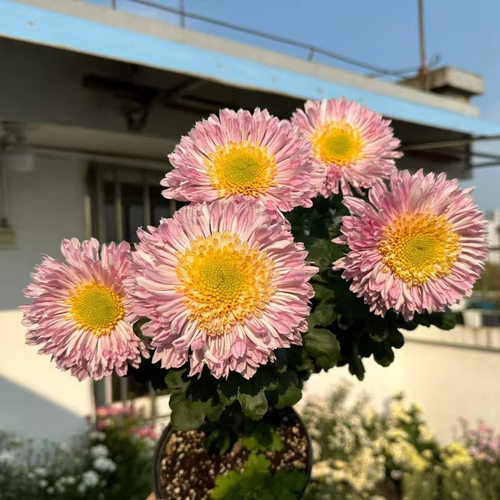 耐寒耐热 大花切花菊（花苗 ）手捧花效果 塞拉之光系列 28元包邮