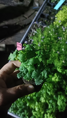 耐寒耐热 柠檬香水薄荷 糖果薄荷 可泡茶可观赏 满28元包邮