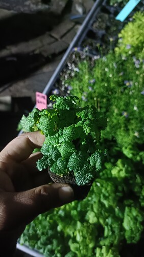 耐寒耐热 柠檬香水薄荷 糖果薄荷 可泡茶可观赏 满28元包邮