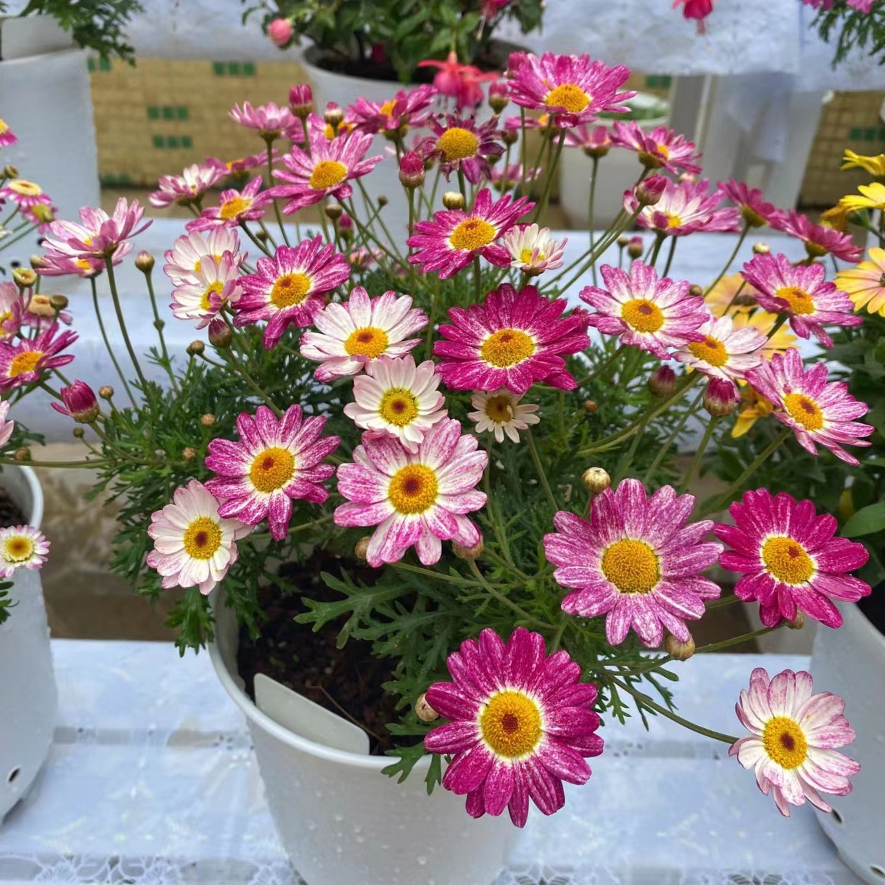 玛格丽特花苗 立体糖果（m62)自然性分支好穴苗