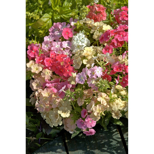 福禄考花苗 花期超长 新品 美丽珊瑚礁混色 开花带香  满25元包邮