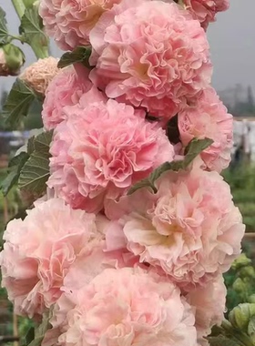 耐寒耐热 桃子与梦 重瓣蜀葵花苗盆栽大苗  满28元包邮